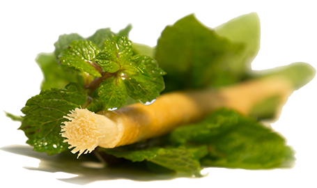 Siwak Miswak au goût de menthe