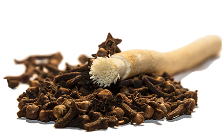 Siwak Miswak aromatisé au clou de girofle